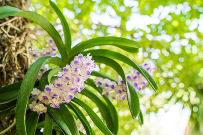 Close-up of pink flowering plant