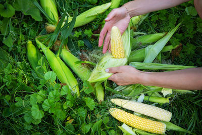 Young woman cleans freshly picked ears of corn. corn cleaning process. woman peeling corn. close-up