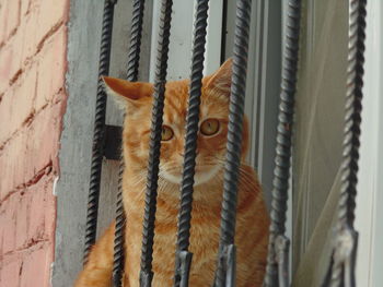 Portrait of cat behind metal bars