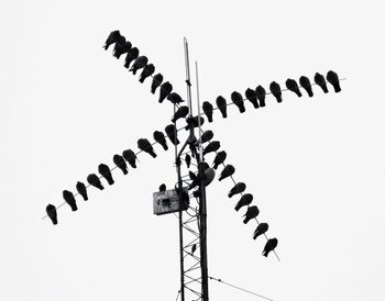 Low angle view of birds in flight