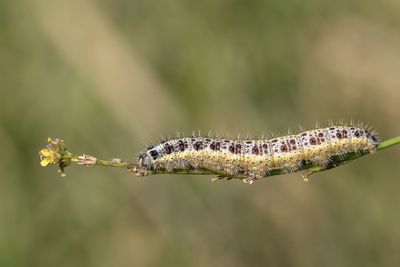 Close-up of insect on flower