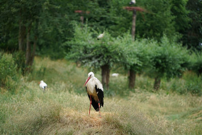 Bird perching on a field