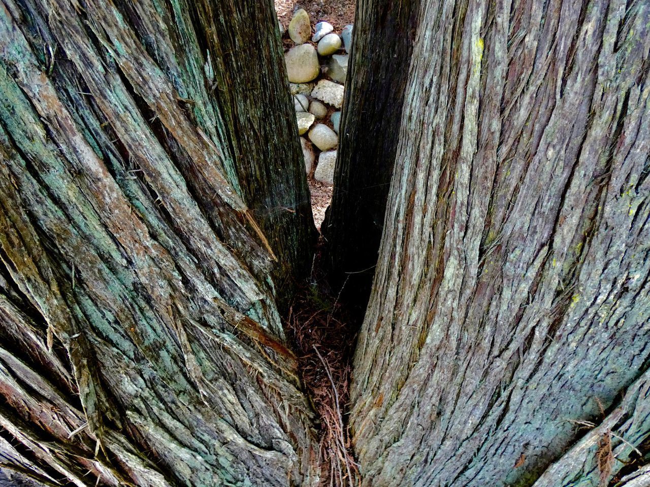 FULL FRAME SHOT OF TREE BARK