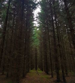 Trees in forest