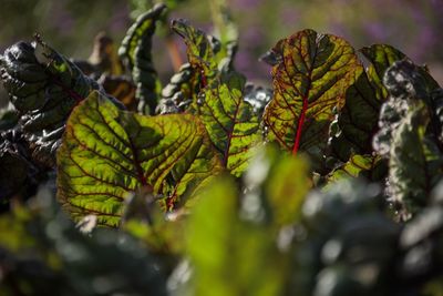 Close-up of fresh green plants during winter