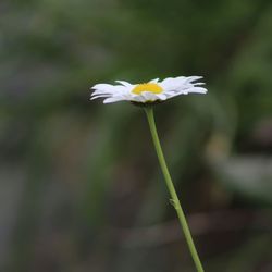 flowering plant