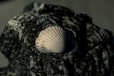 Close-up of snail