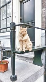 Portrait of cat sitting on window