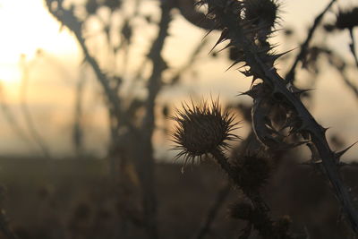 Close-up of plant against sky at sunset