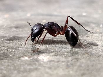 Close-up of ant