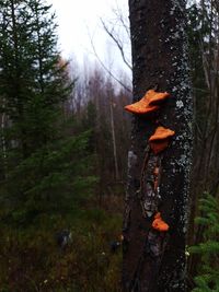 Mushroom growing on tree trunk