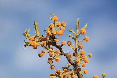 Low angle view of flowering plant against clear blue sky