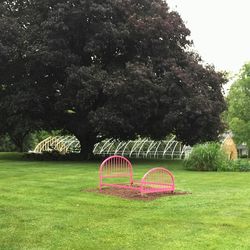 Trees on grassy field in park