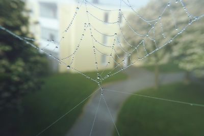 Close-up of wet spider web