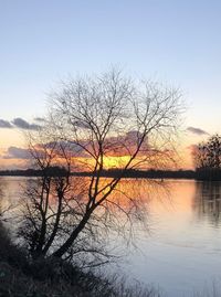 Silhouette of bare tree in lake during sunset