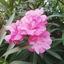 Close-up of pink flowers blooming outdoors