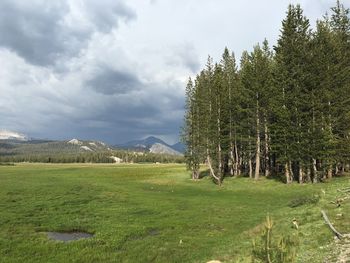 Trees on grassy field against cloudy sky