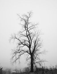 Bare tree on field against clear sky