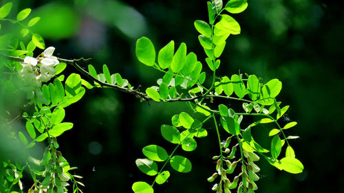 Close-up of green leaves on plant