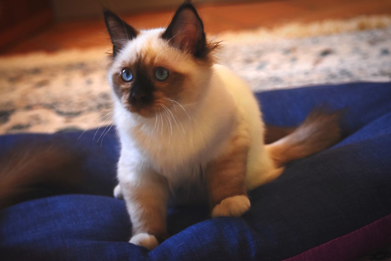 PORTRAIT OF CAT LYING ON SOFA AT HOME