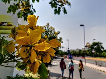 Yellow flowers blooming against sky