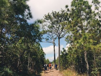 People amidst trees on walkway at forest