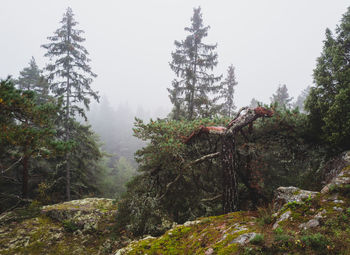 Trees in forest during autumn