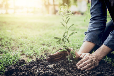 Cropped image of man planting in yard