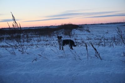 Scenic view of silhouette field against sky during winter