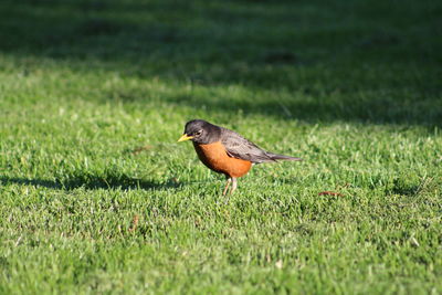 Bird in the front yard