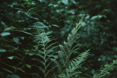 Close-up of plant