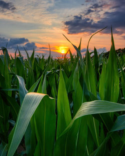 Close-up of plant against sky during sunset