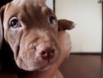 Close-up portrait of dog at home