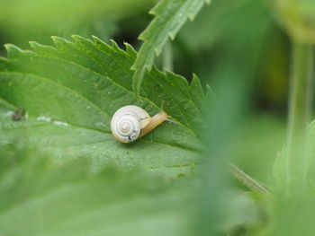 Close-up of snail on leaf