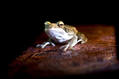 Close-up of frog