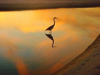 Bird on lake during sunset