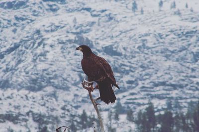 Bird perching on branch