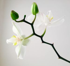 Close-up of white flowering plant