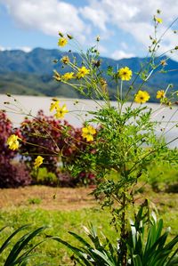 Close-up of yellow flowers against blurred background