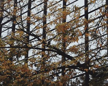 Low angle view of leaves on tree against sky