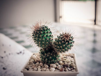 Close-up of cactus plant