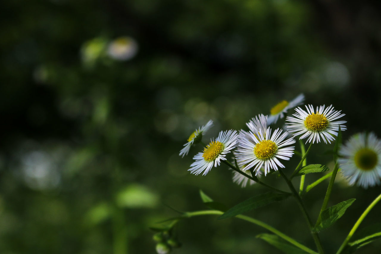 flower, nature, fragility, growth, petal, beauty in nature, plant, no people, freshness, outdoors, blooming, flower head, day, close-up