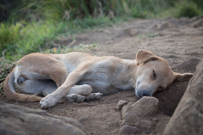 View of stray dog sleeping on land
