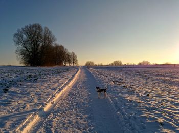 View of dog on snow covered landscape