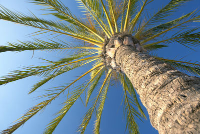 Low angle view of coconut palm tree against sky