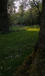 Trees on grassy field in park