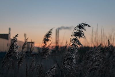 Silhouette plants on field against sky during sunset