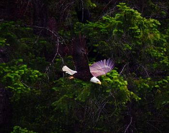 Bird flying against trees in forest
