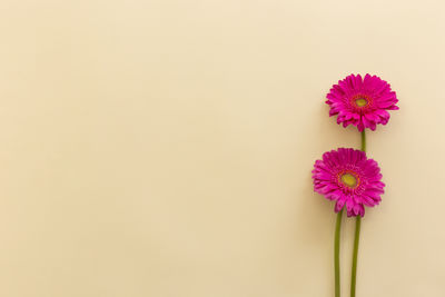 Close-up of pink flower against white background