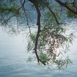 Tree by lake